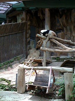 チェンマイ動物園のパンダ.jpg